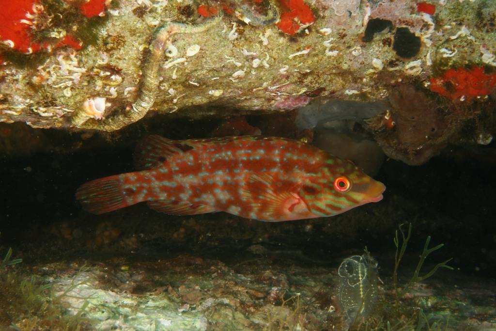 Tordo verde (Symphodus roissali)